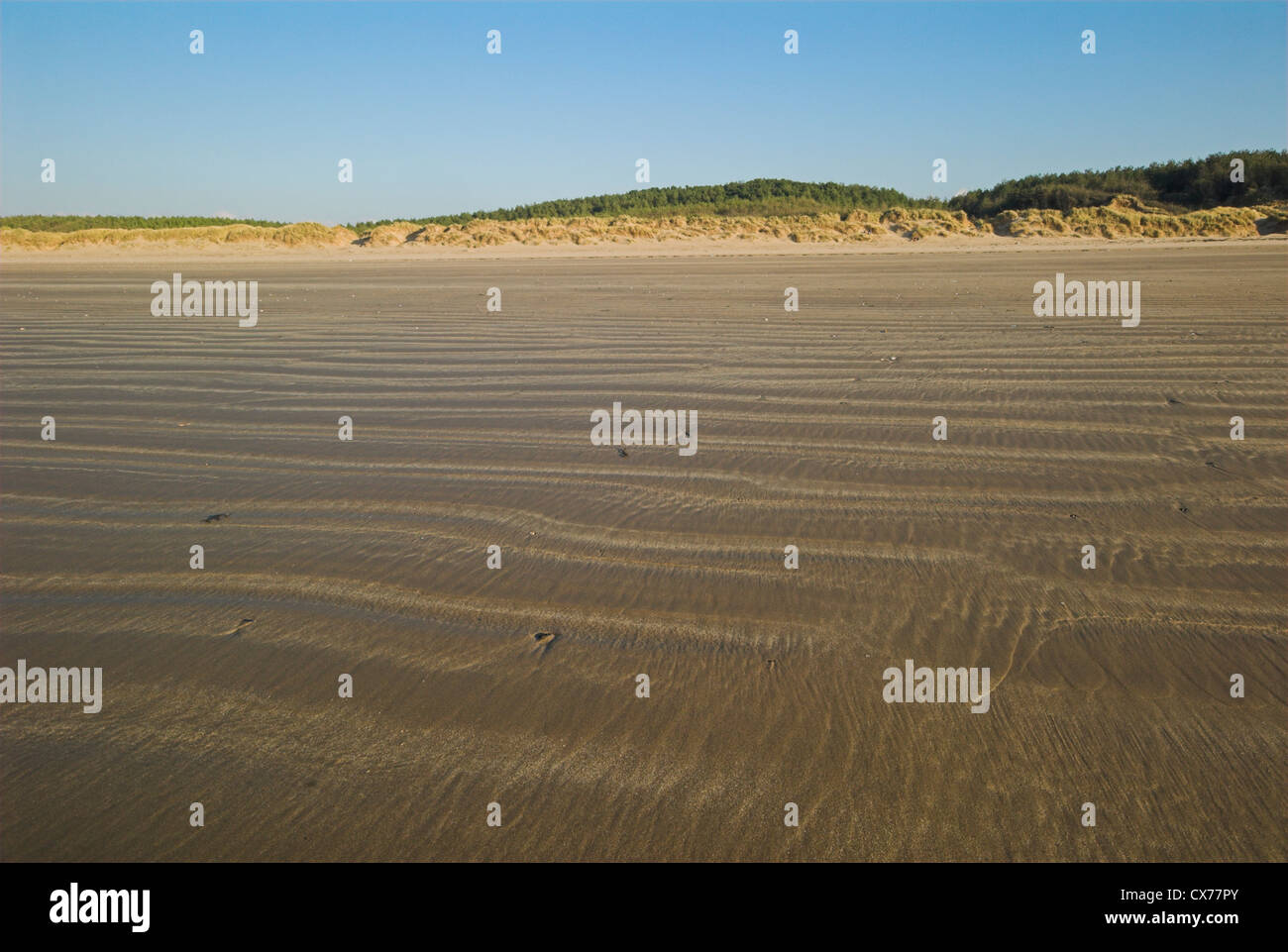 Newborough Beach sand dunes, Anglesey, North Wales Stock Photo - Alamy