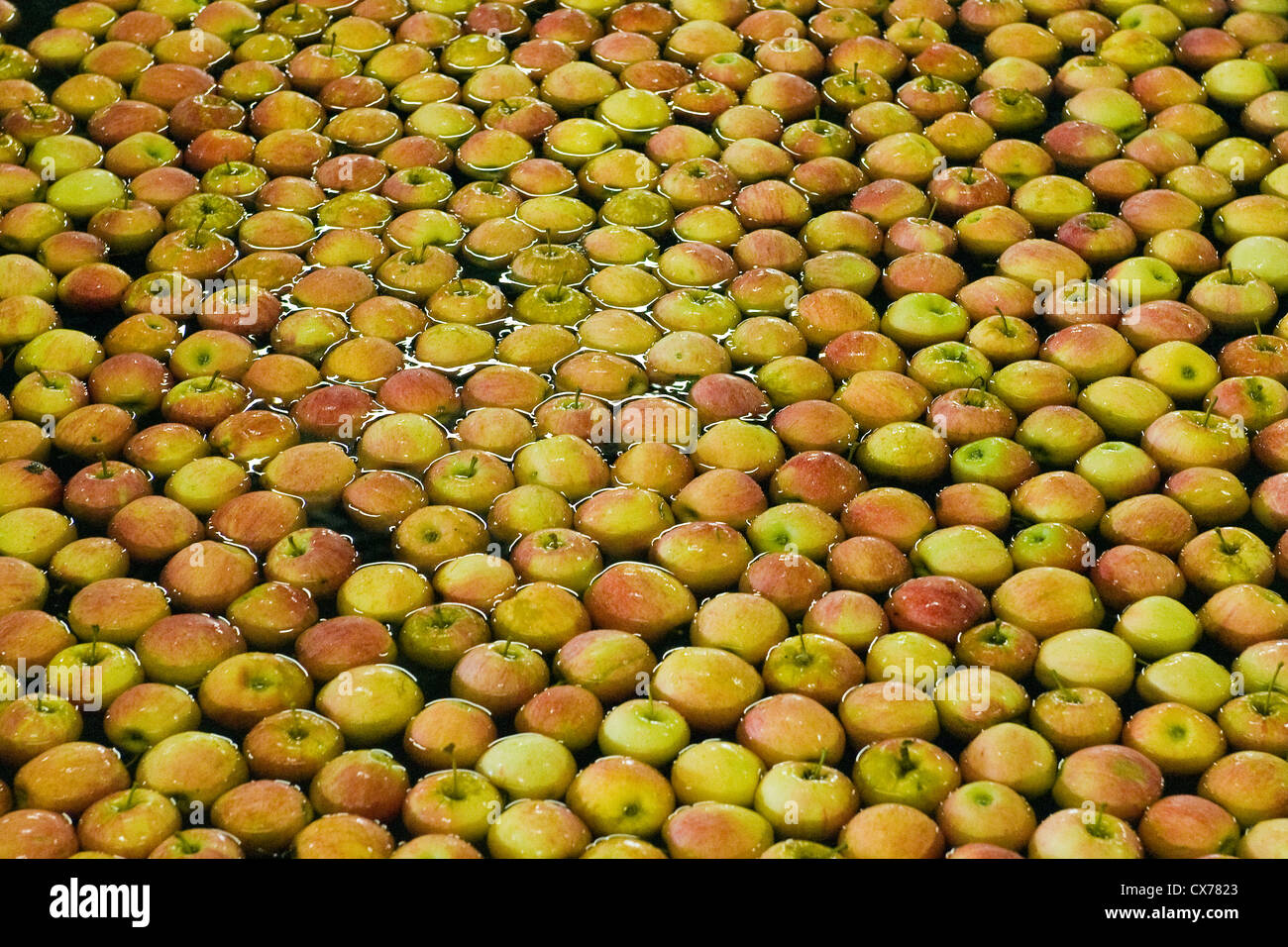 Italy, Lombardy, Valtellina, Tovo Sant'Agata, Valtellina consortium, apple processing Stock Photo