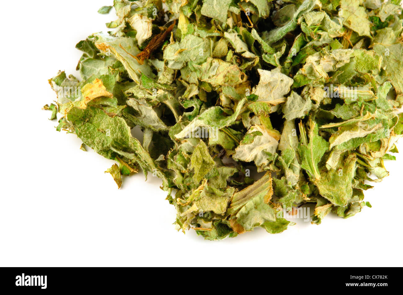 Dried leaves of the Medicinal plant Artichoke, Cynaria scolymus Stock