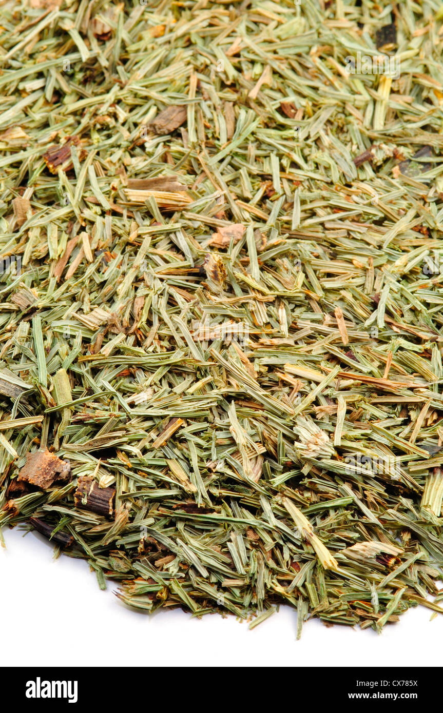 Field Horsetail Equisetum Arvense, Dried Sprouts Stock Photo Alamy