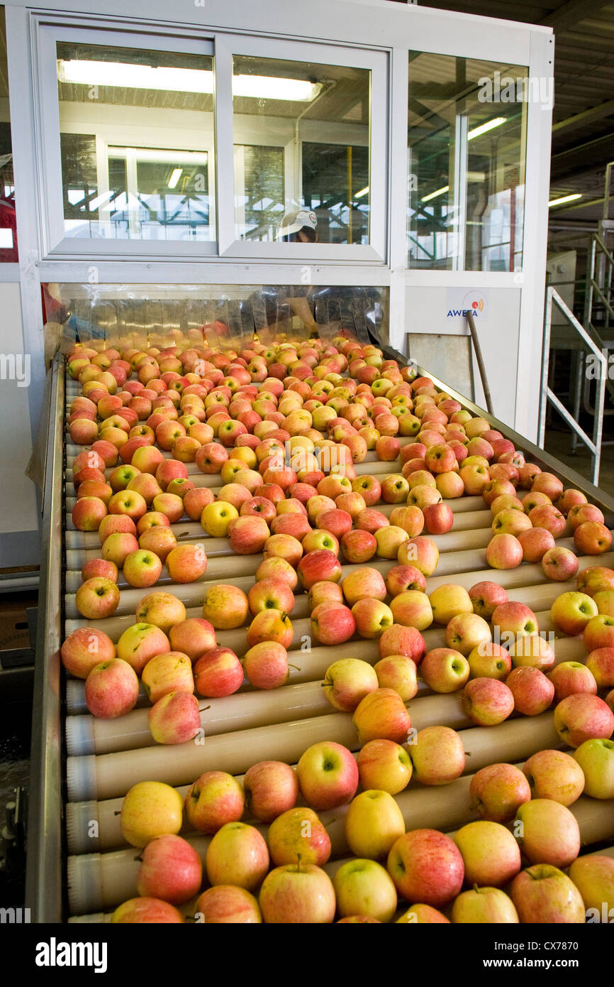 Italy, Lombardy, Valtellina, Tovo Sant'Agata, Valtellina consortium, apple processing Stock Photo
