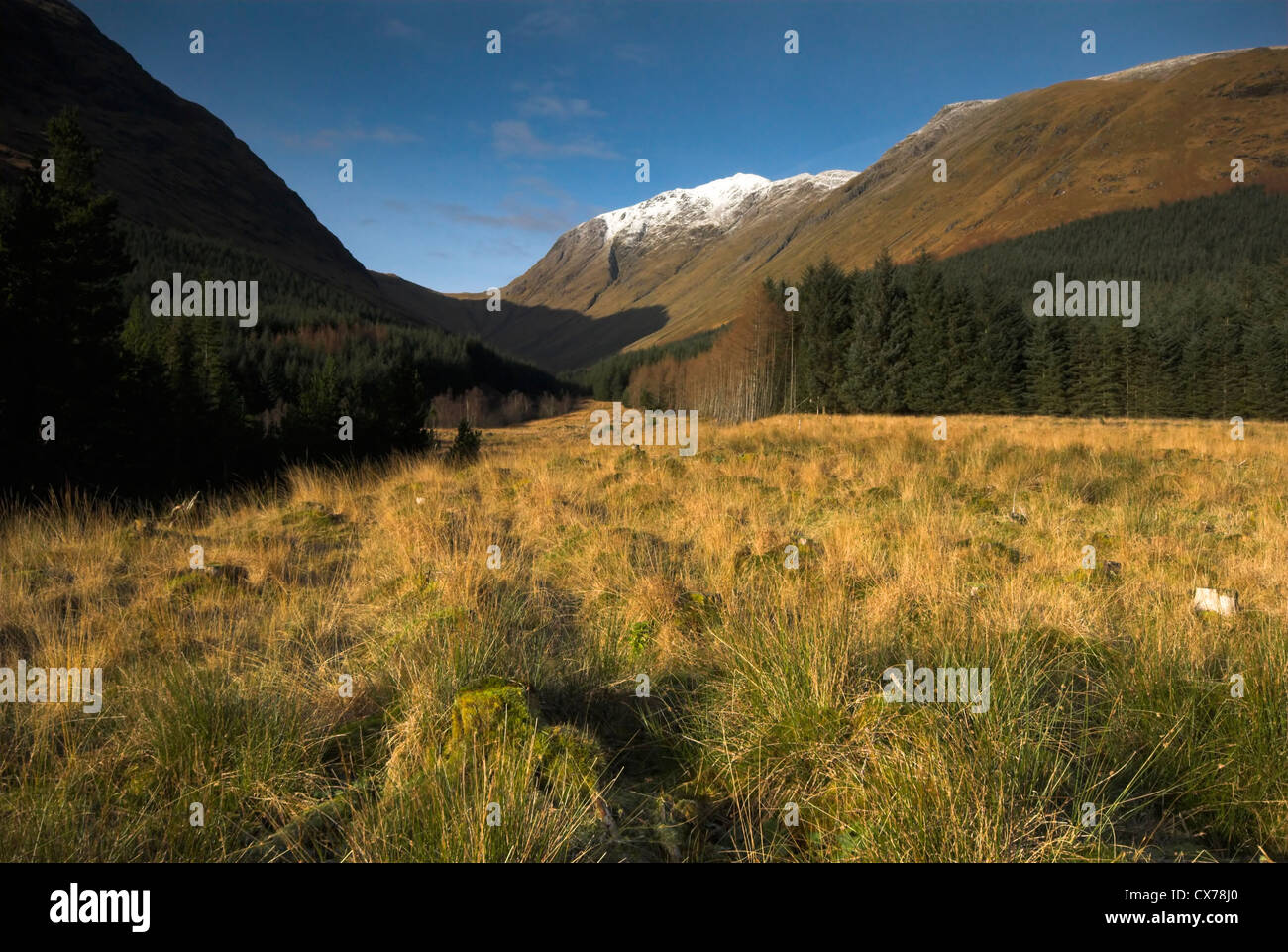 Forestry Commission forest in Glen Etive, west coast of Scotland Stock