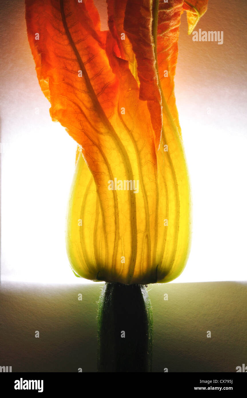 Zucchini flowers, Courgette blooms, Pumpkin flower Stock Photo Alamy