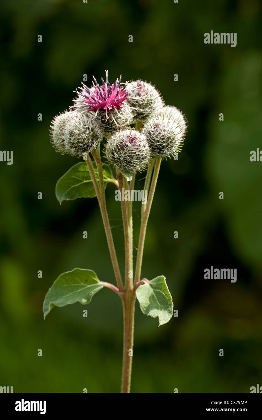Burdock plant hi-res stock photography and images - Alamy