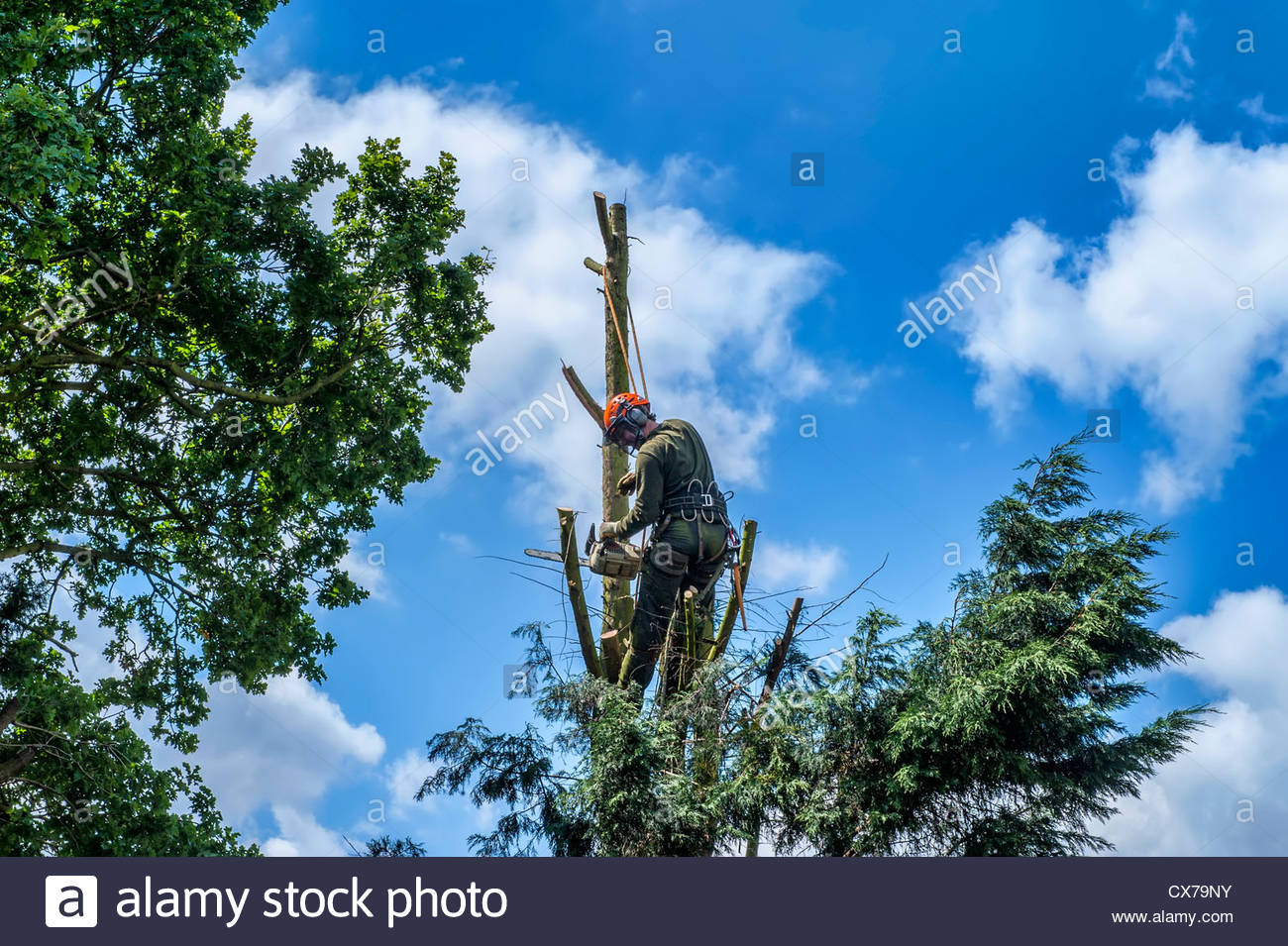 Leylandii Tree High Resolution Stock Photography and Images Alamy
