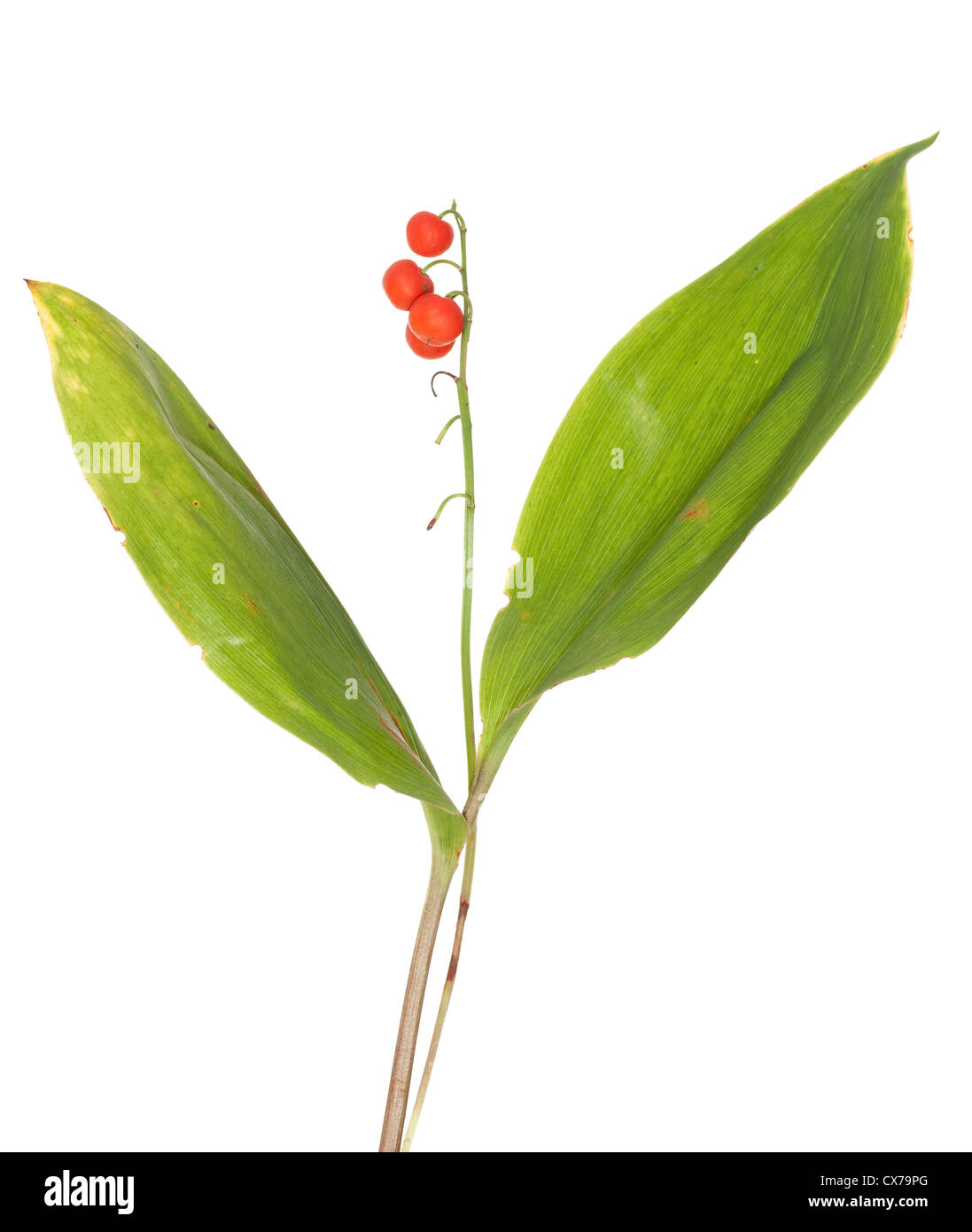 lily of the valley with leaf and fruits Stock Photo