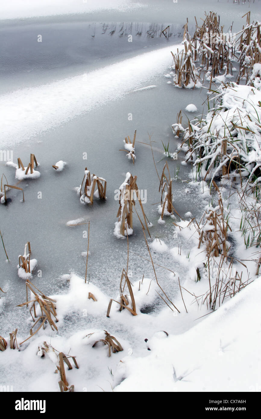 Frozen Reeds Reeds frozen in lake, Cambridgeshire, England, UK Stock Photo - Alamy