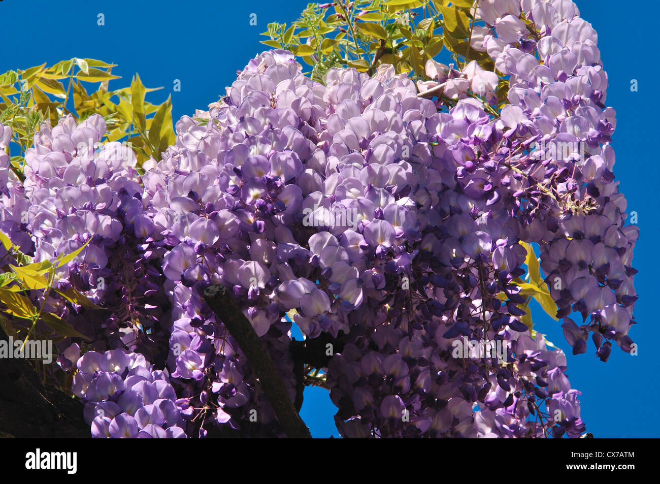 Italy, Lombardy, Wisteria Blossom Stock Photo