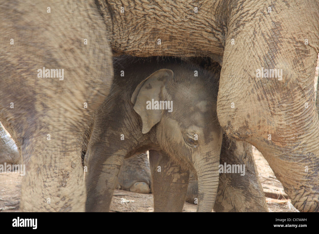 elephant calf under mother Stock Photo
