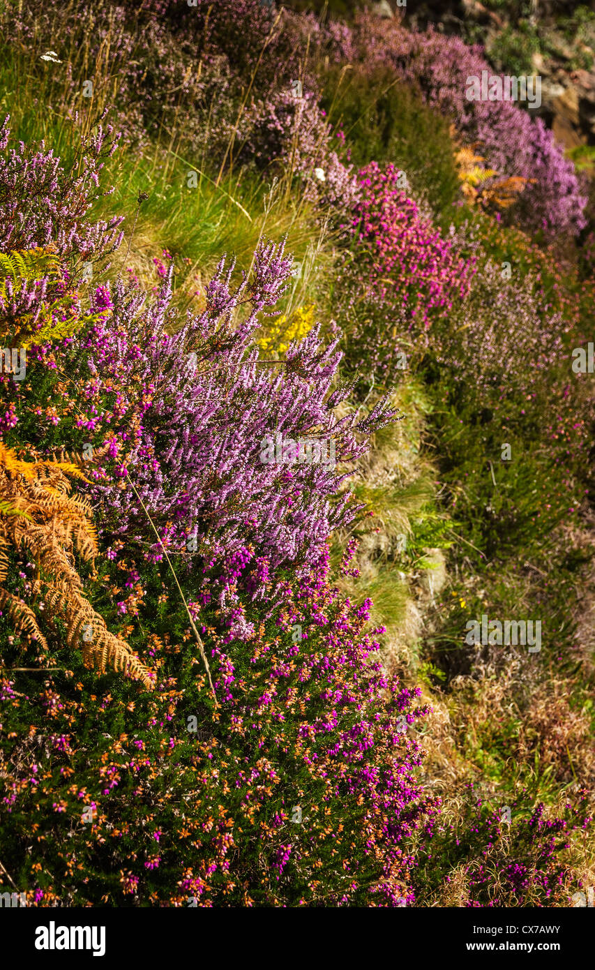 Heather, Bell heather, Gorse and Bracken growing wild on a stone wall. Stock Photo
