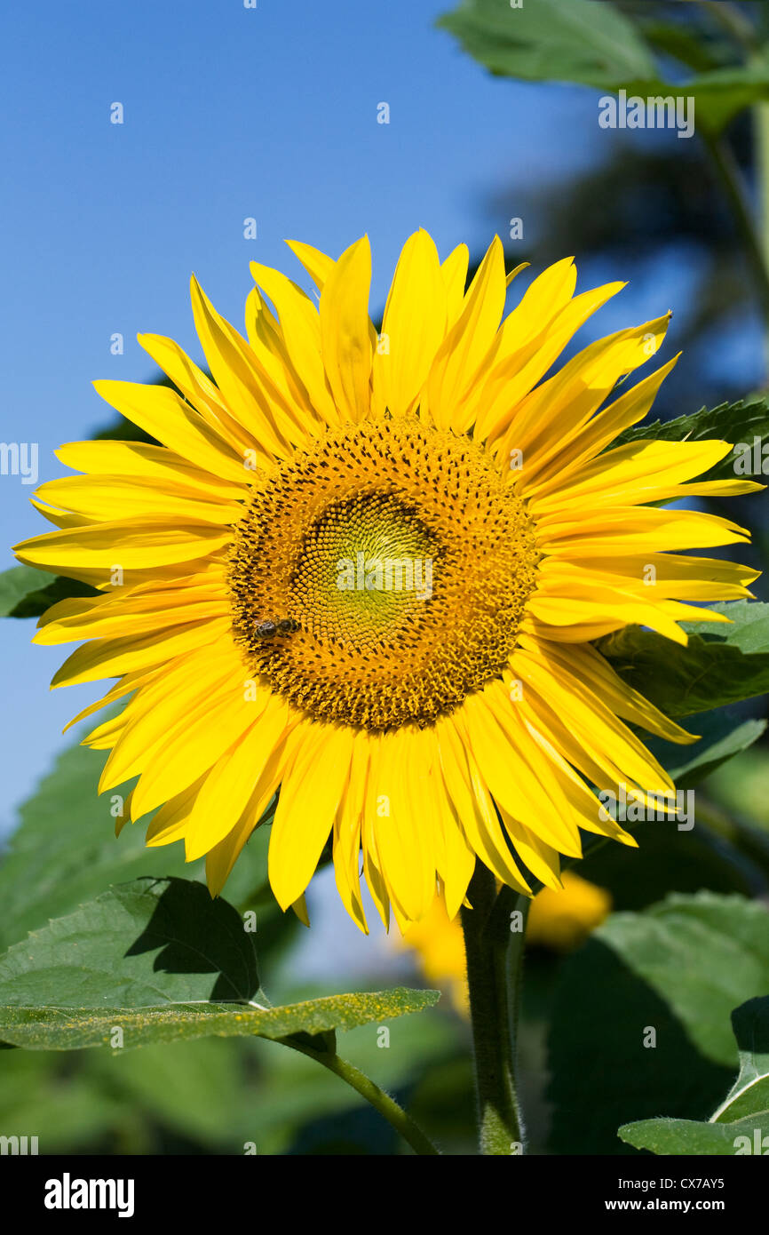 Helianthus annuus. A single sunflower against a blue sky. Stock Photo