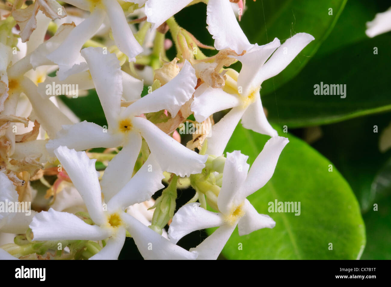 Italy, Lombardy, Star Jasmine, Trachelospermum Jasminoides Stock Photo