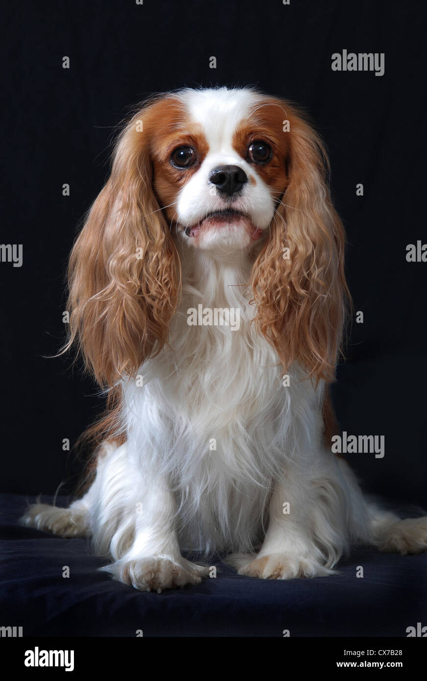 Cavalier King Charles Spaniel dog, adult, blenheim color Stock Photo - Alamy