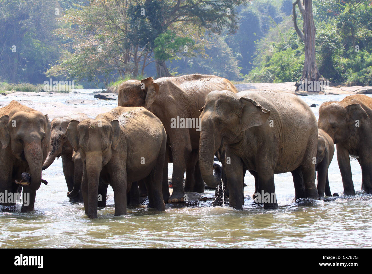 Elephant heard in river Stock Photo - Alamy