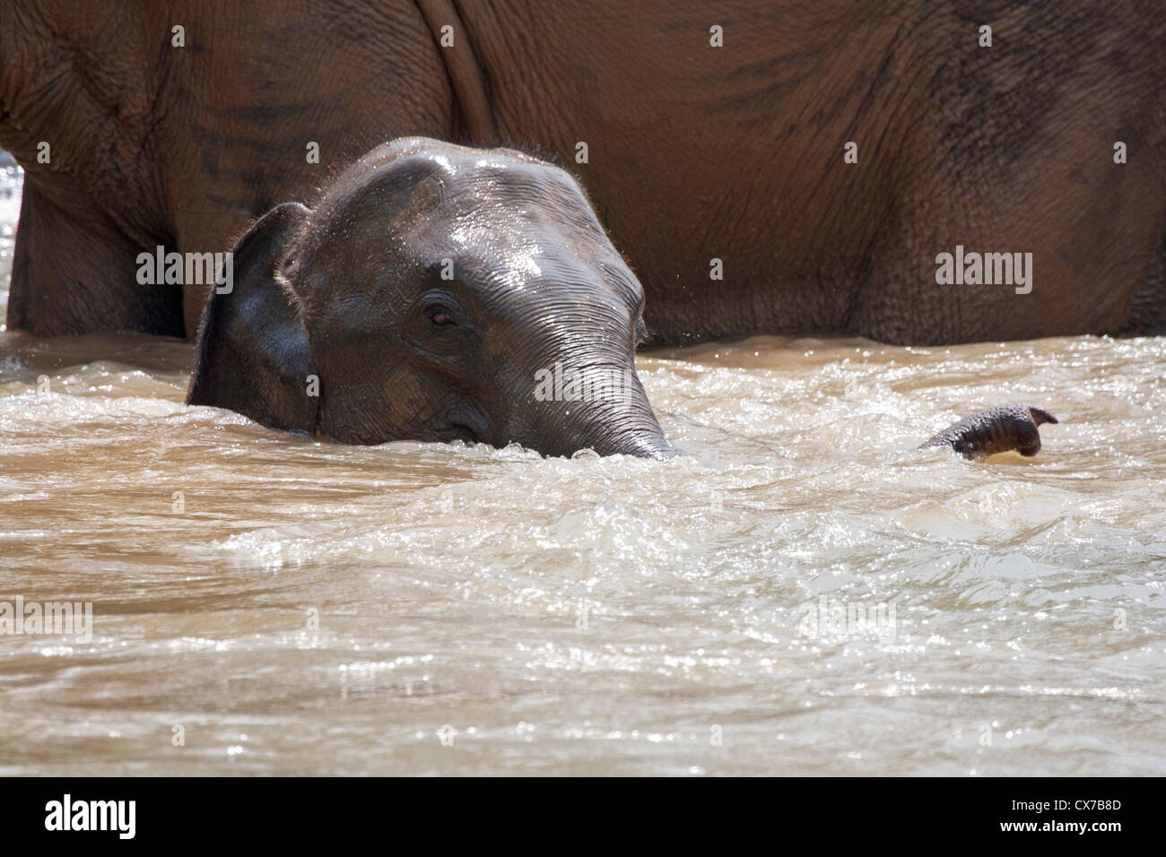 Elephant calf in water next to parent Stock Photo