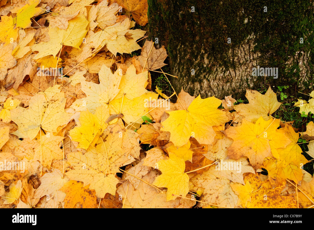 Italy, Lombardy, Park in Autumn, Yellow Leaves Stock Photo