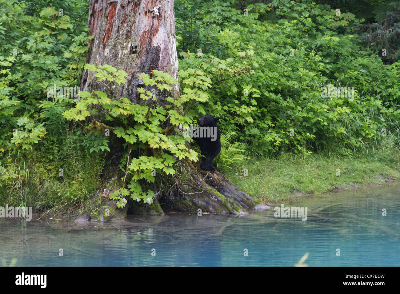 Black bear eat berry at hyder Alaska Stock Photo - Alamy