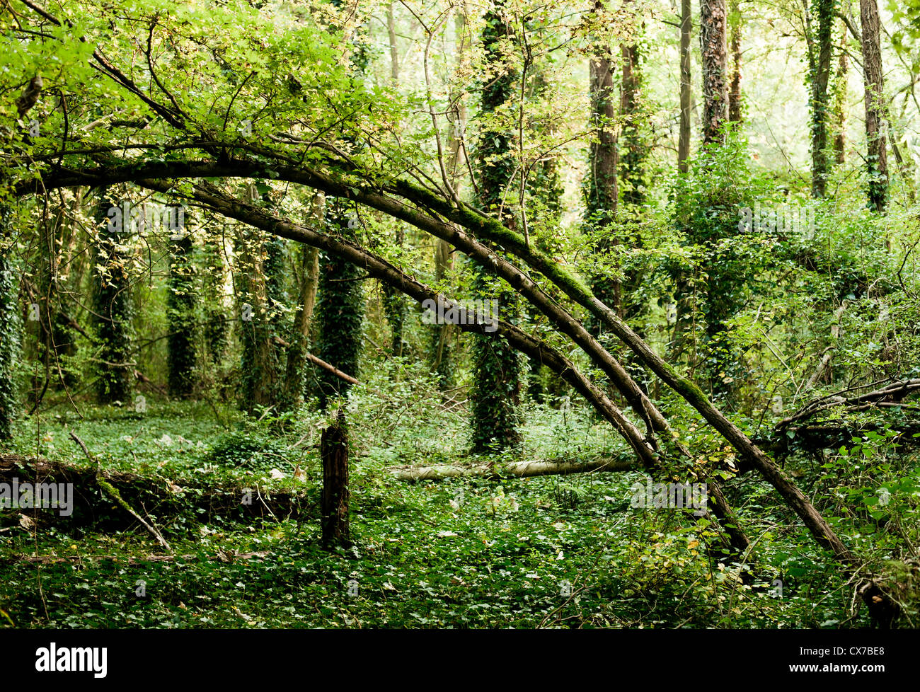 Natural Curve in woodland scene. Stock Photo
