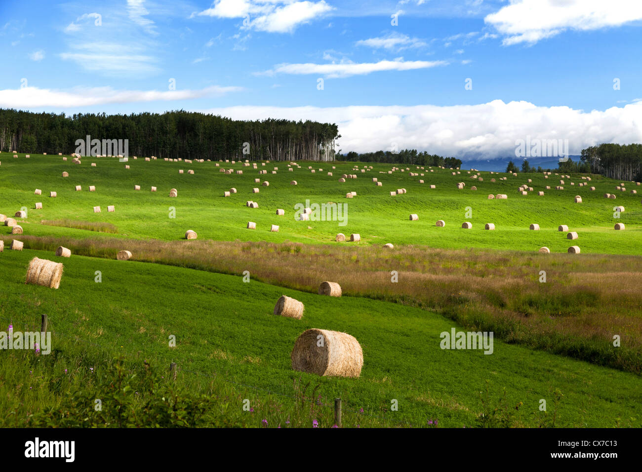 Hay Bale and green grass Stock Photo - Alamy