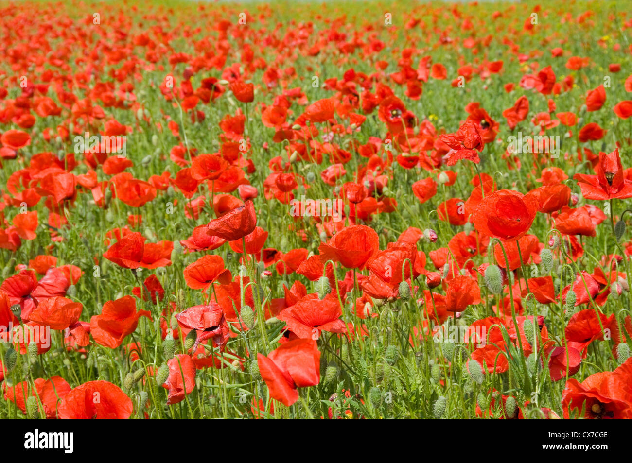Unusual poppy colour hi-res stock photography and images - Alamy