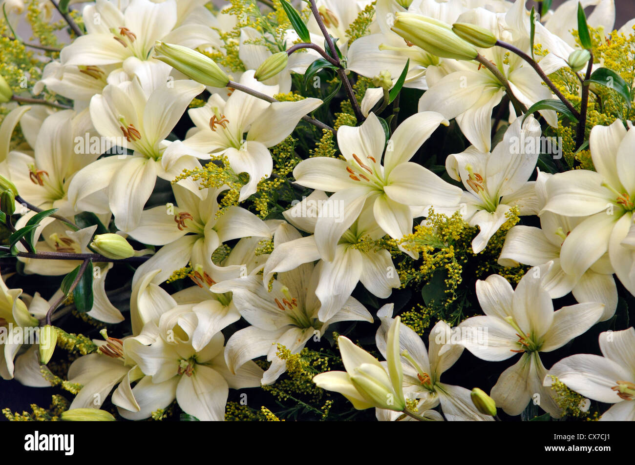 White Lily Lilium Flower Stock Photo Alamy