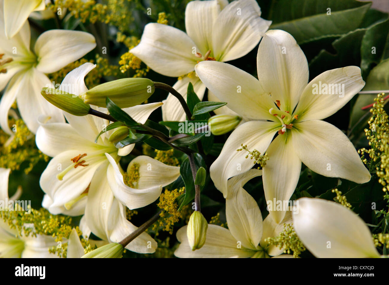 White Lily Lilium Flower Stock Photo Alamy