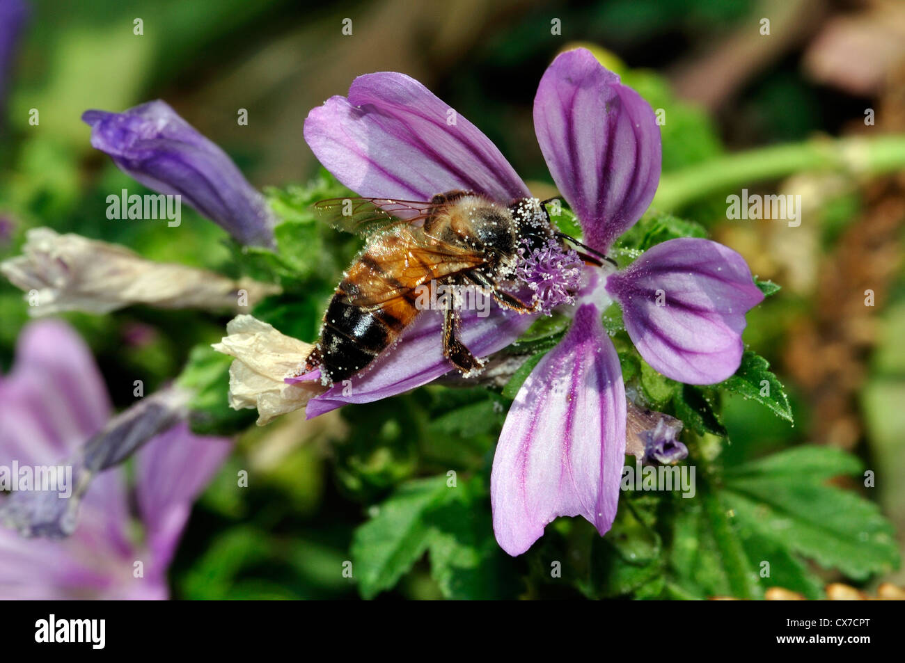 Italy, Lombardy, Bee Gathering Pollen on Mallow Flowers Stock Photo