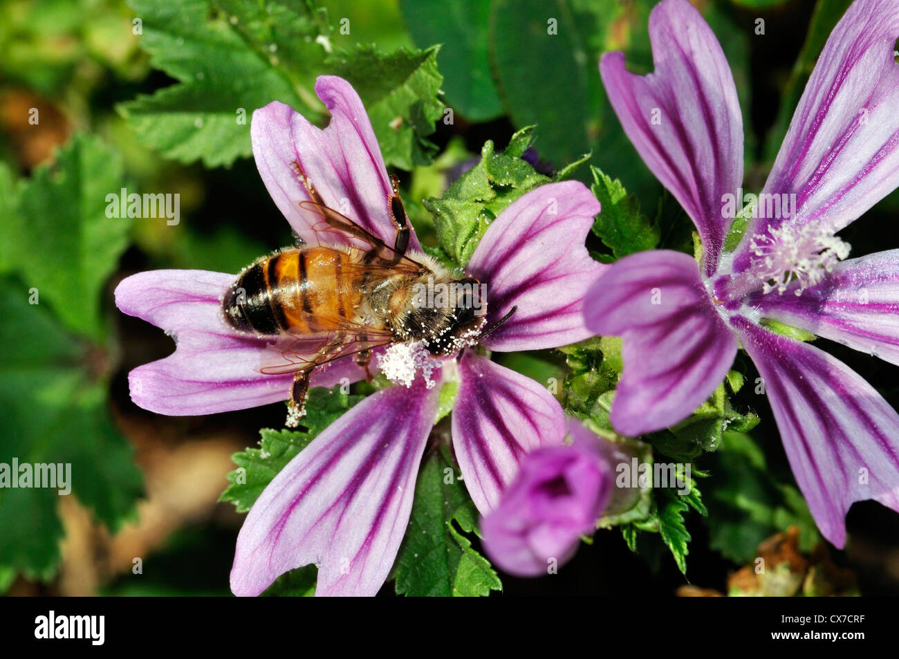 Italy, Lombardy, Bee Gathering Pollen on Mallow Flowers Stock Photo