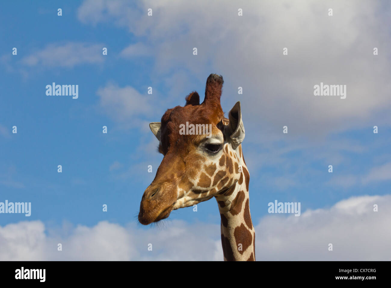 Animals Giraffe Head Stock Photo