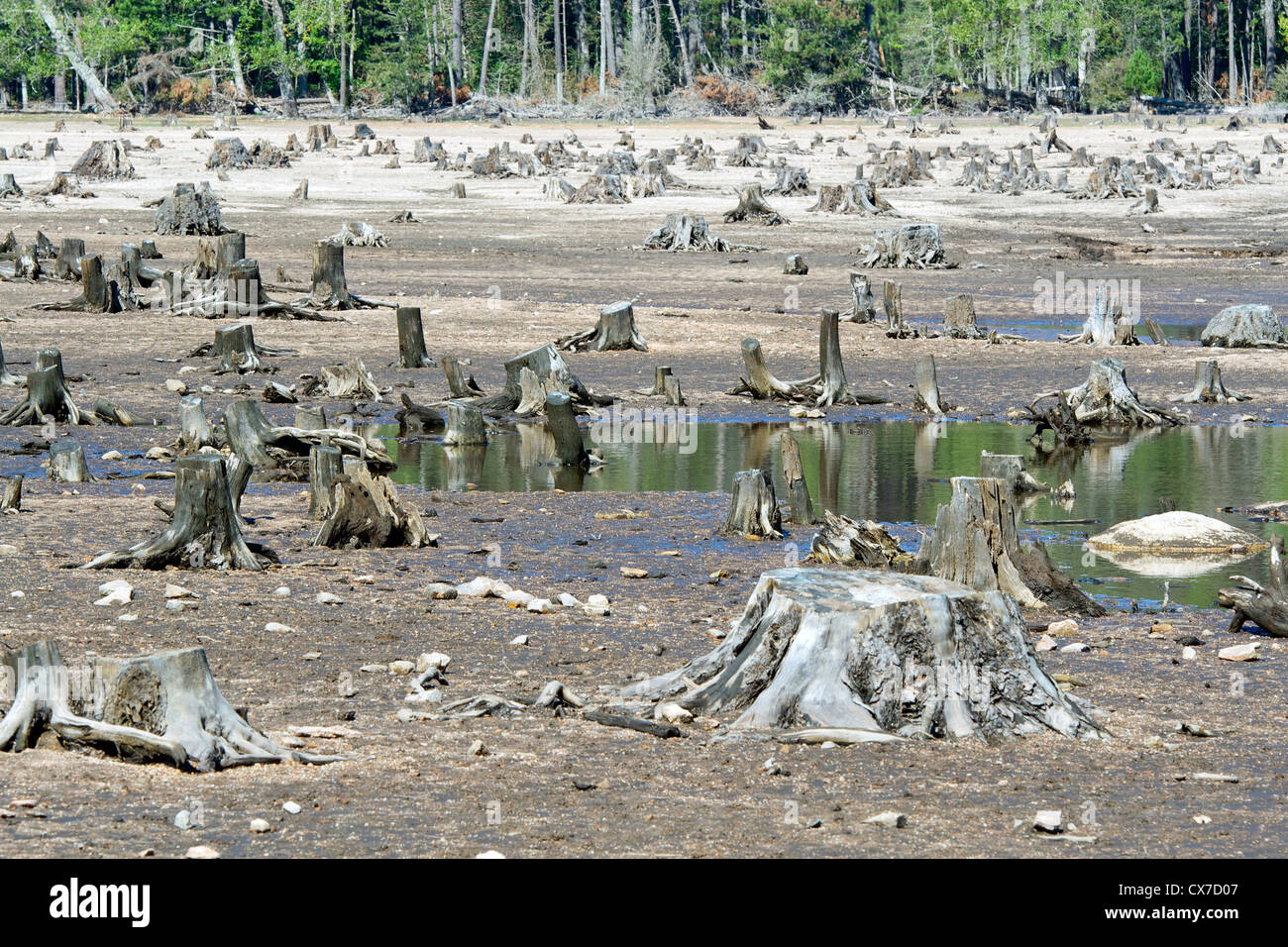 Destructed forest. Reserve of water, Corsica, France, 2012 Stock Photo
