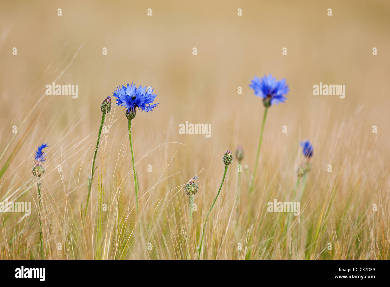 Blue cornflowers in the field Stock Photo