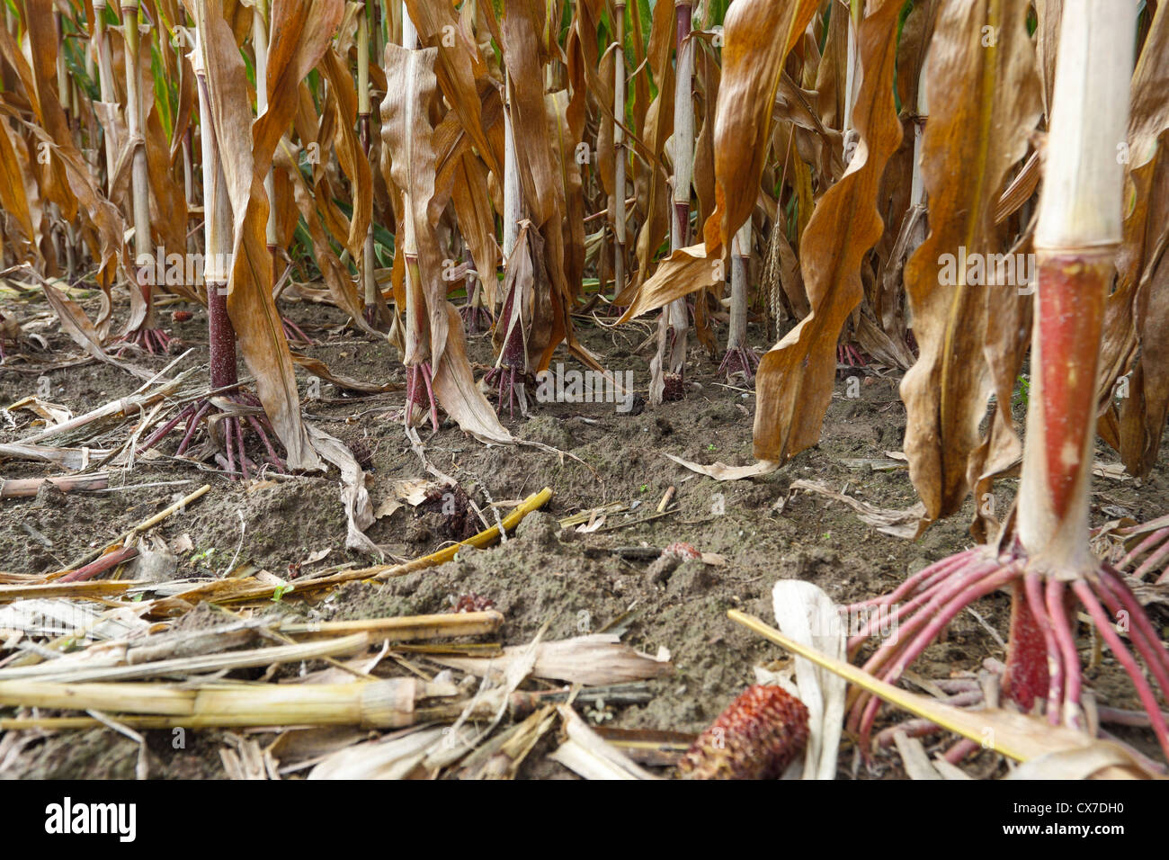 Corn field ready to harvest. Vigevano, Italy Stock Photo Alamy