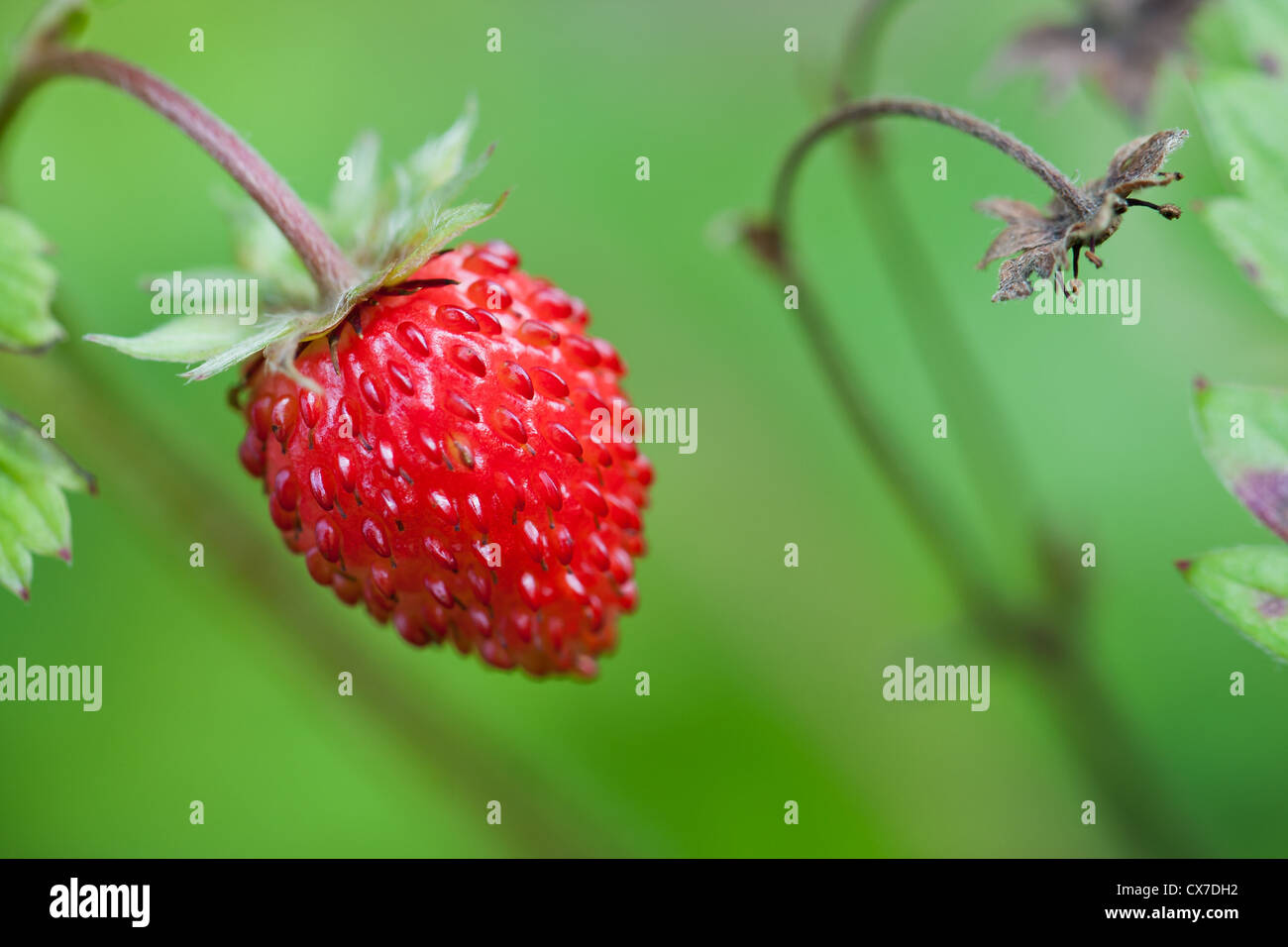 Closeup of ripe wild strawberry hanging on stem on a meadow Stock Photo ...