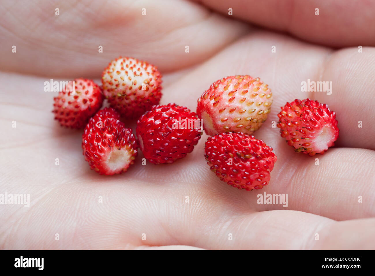 Wild strawberries on a woman's palm Stock Photo