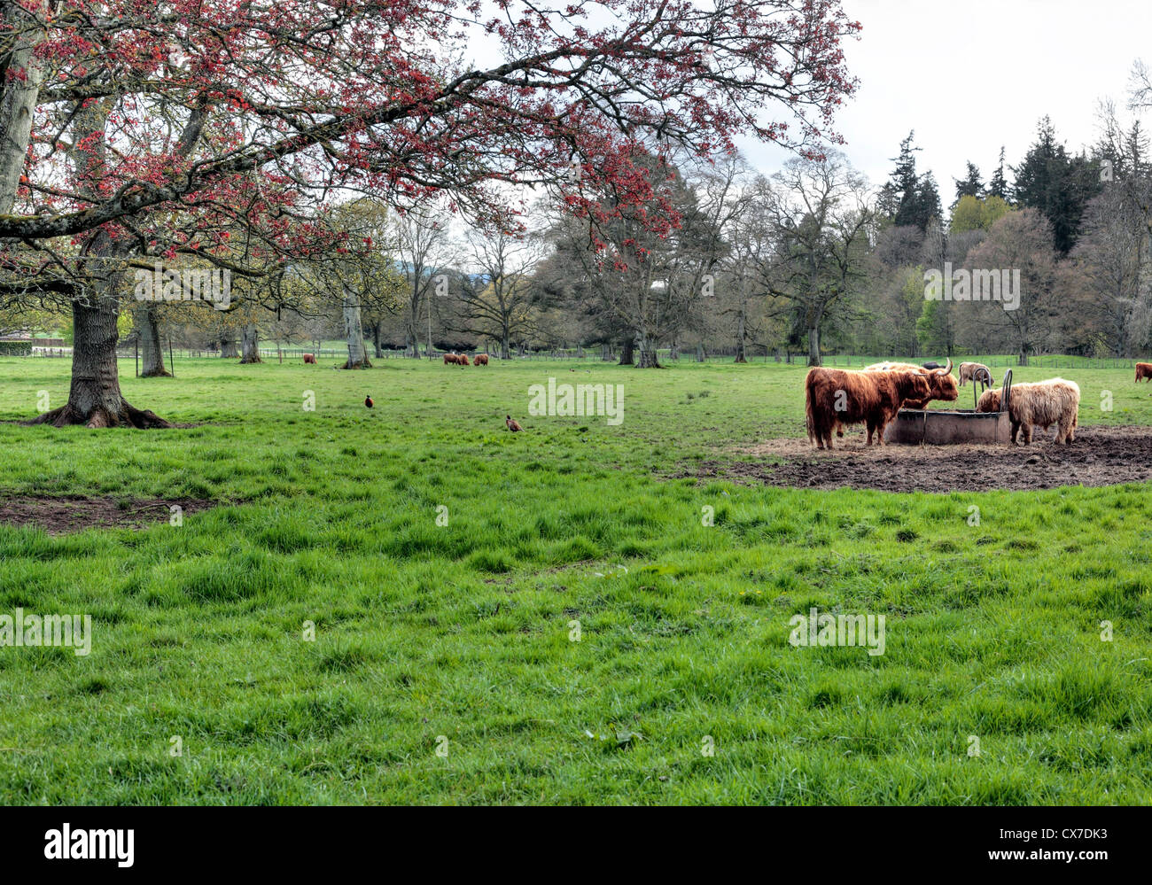 Highland bulls, Park at Glamis Castle, Angus, Scotland, UK Stock Photo