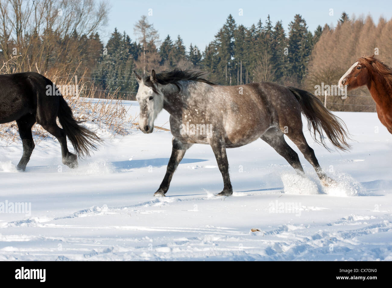 Herd of running horses in the winter Stock Photo