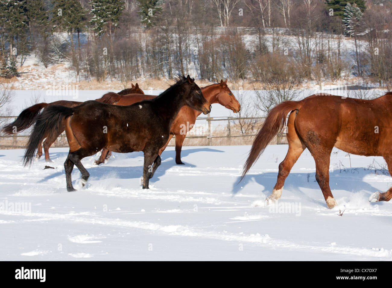 Herd of running horses in the winter Stock Photo