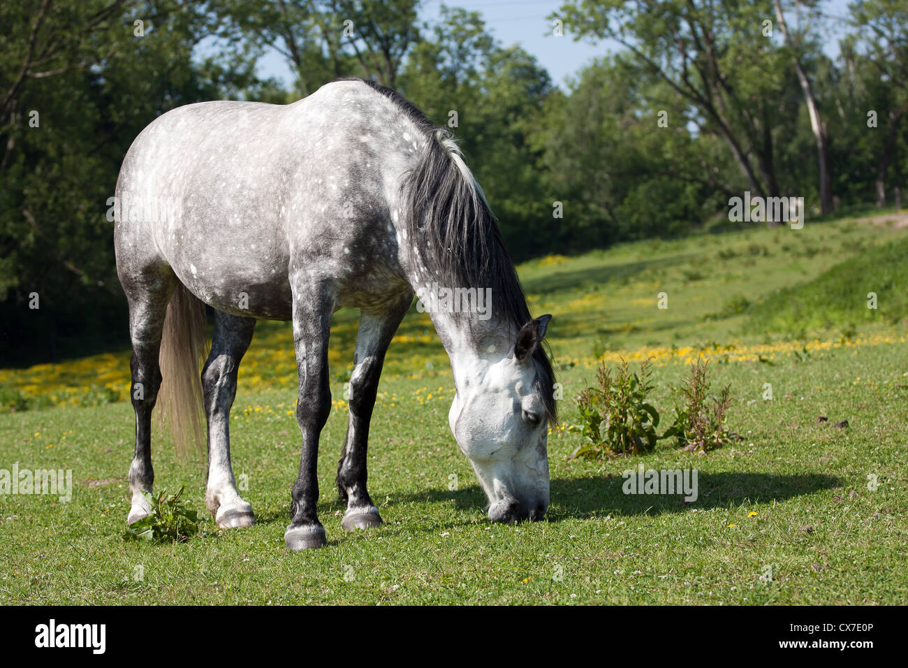 White horse in the meadow Stock Photo - Alamy