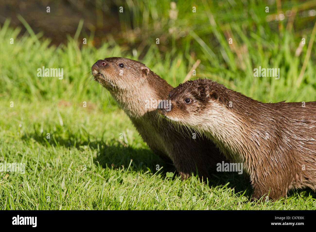 European otters (Lutra lutra) Stock Photo