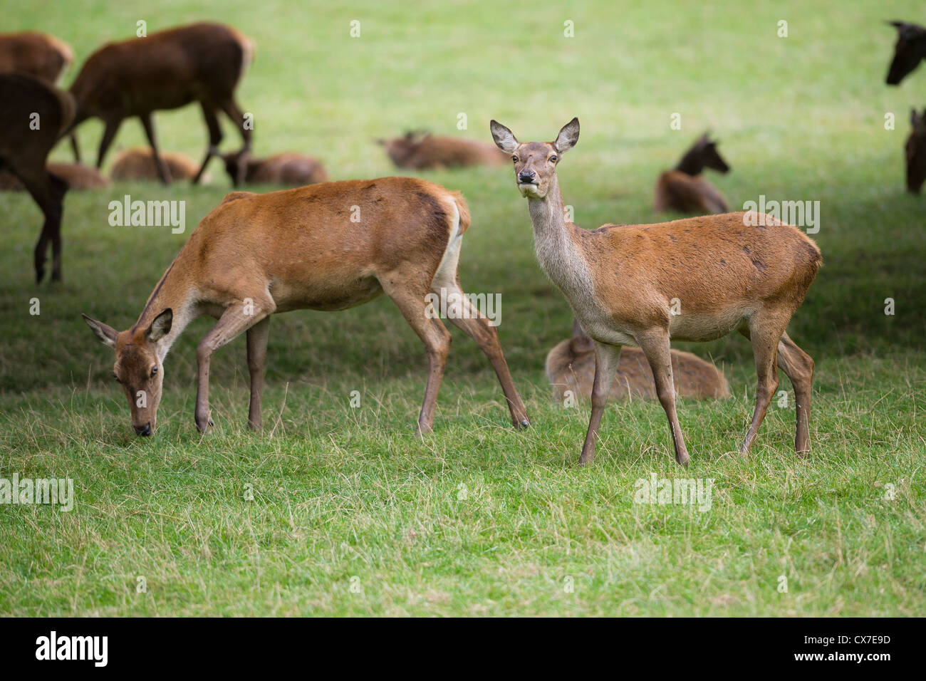 red deer (Cervus elaphus) Stock Photo