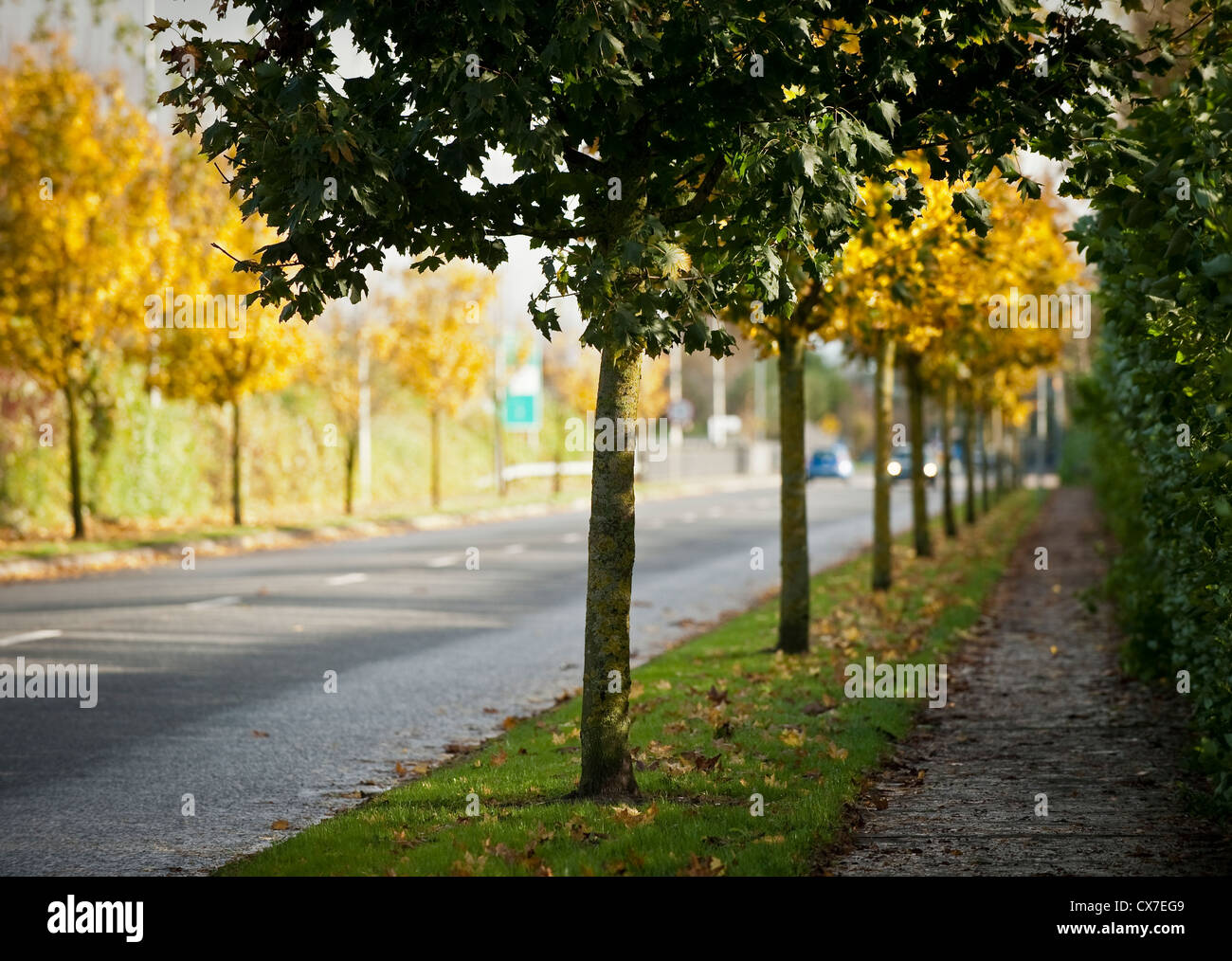 Autumn colours on Treelined Roadway Stock Photo