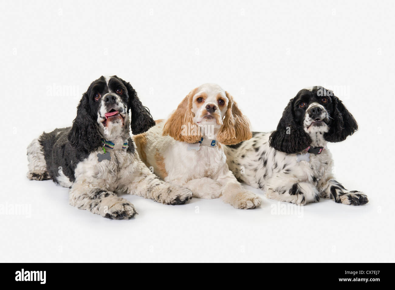 Three Spaniels High Resolution Stock Photography And Images Alamy