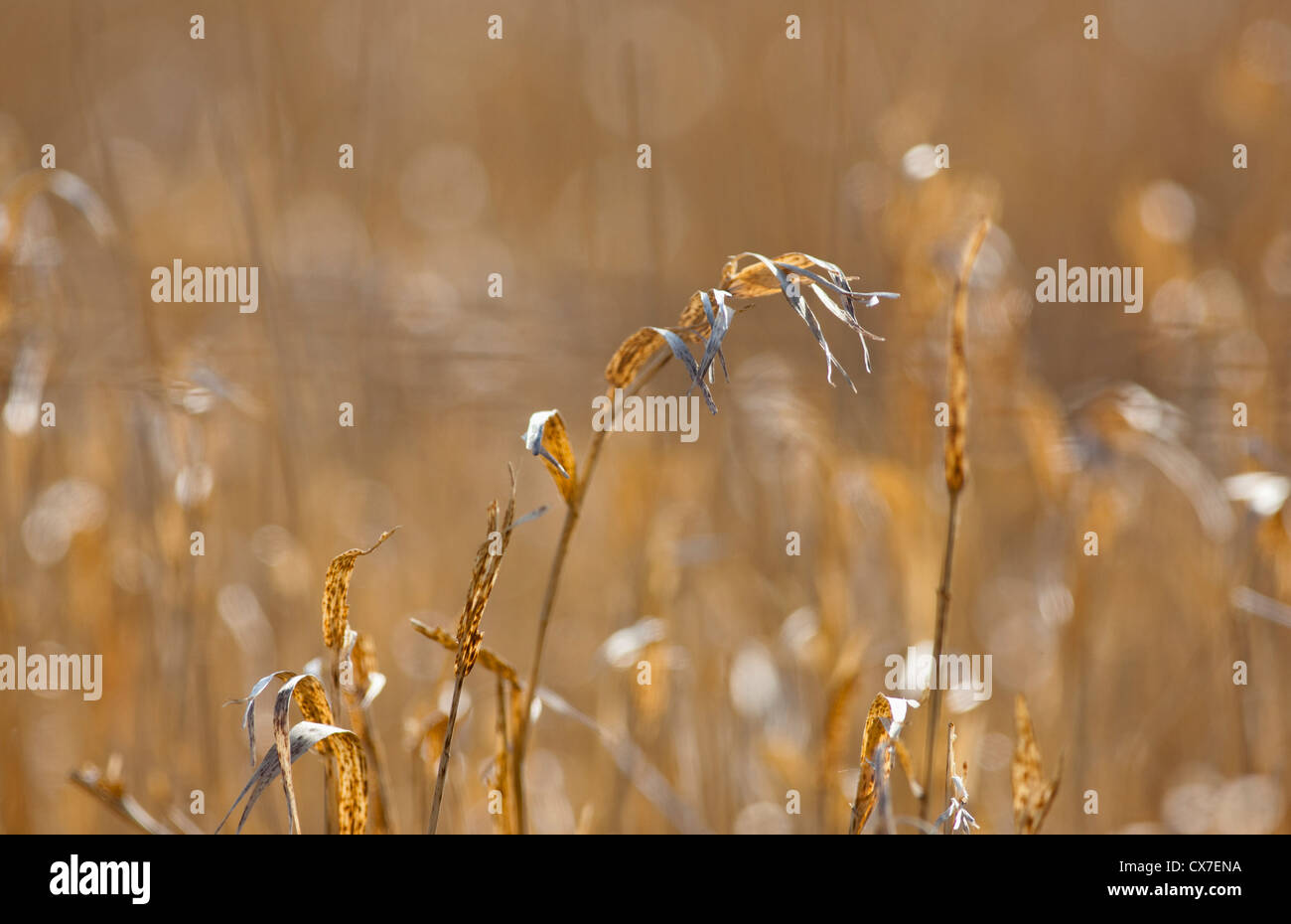 Tall brown plant hi-res stock photography and images - Alamy