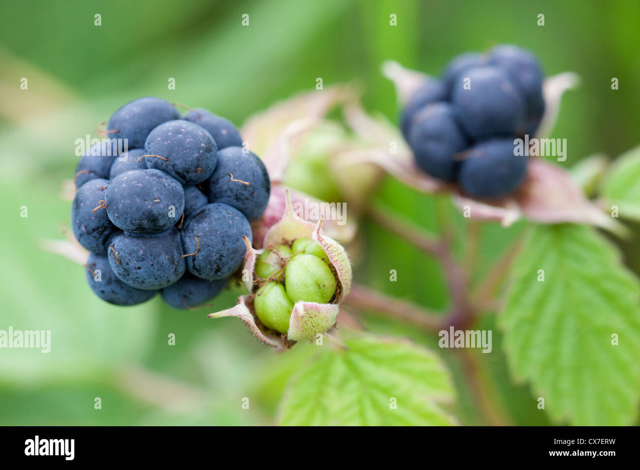 Blackberry bush in the garden Stock Photo