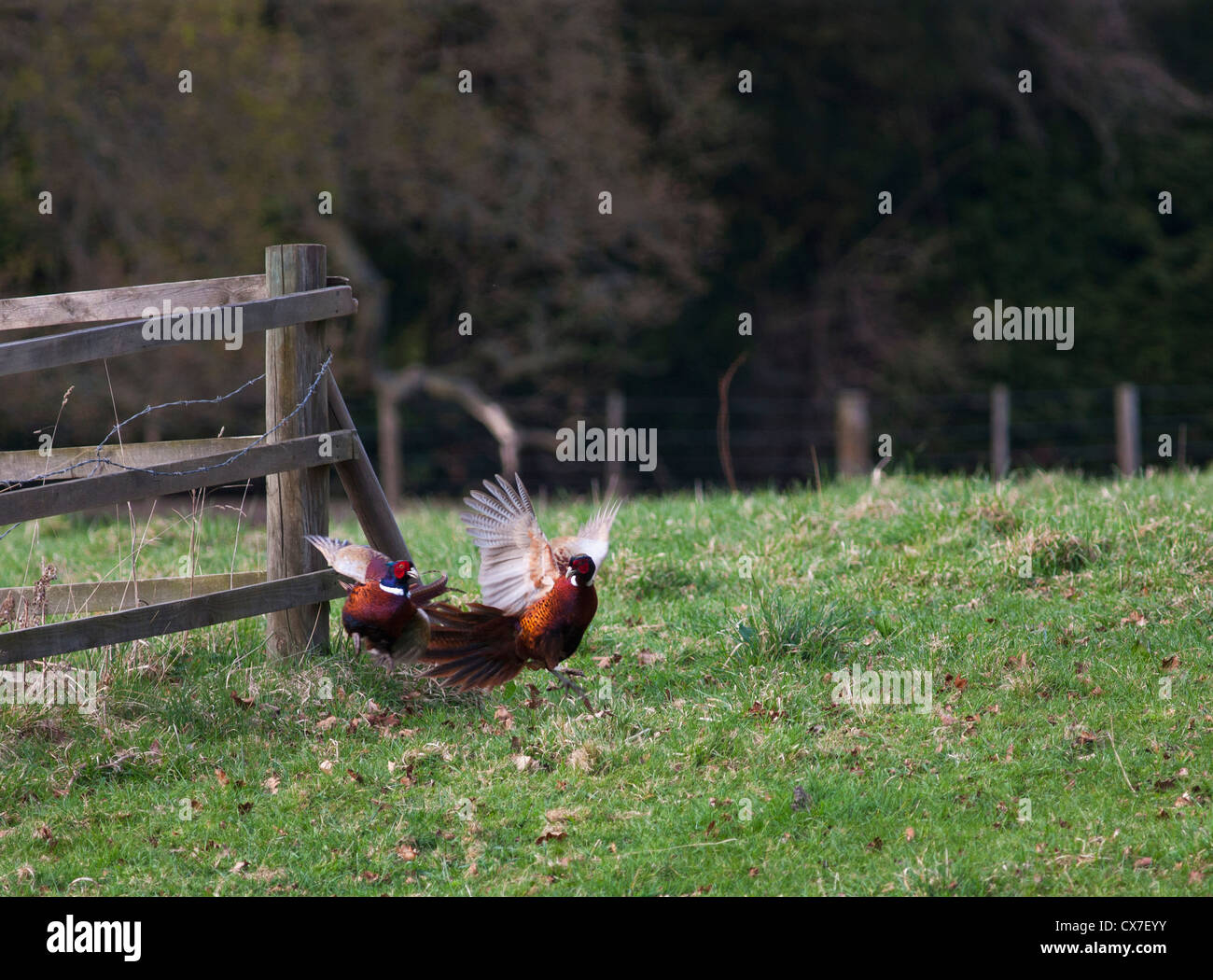 A Bird Taking Flight Off The Ground By A Wooden Fence; Hirsel, Scottish Borders, Scotland Stock Photo