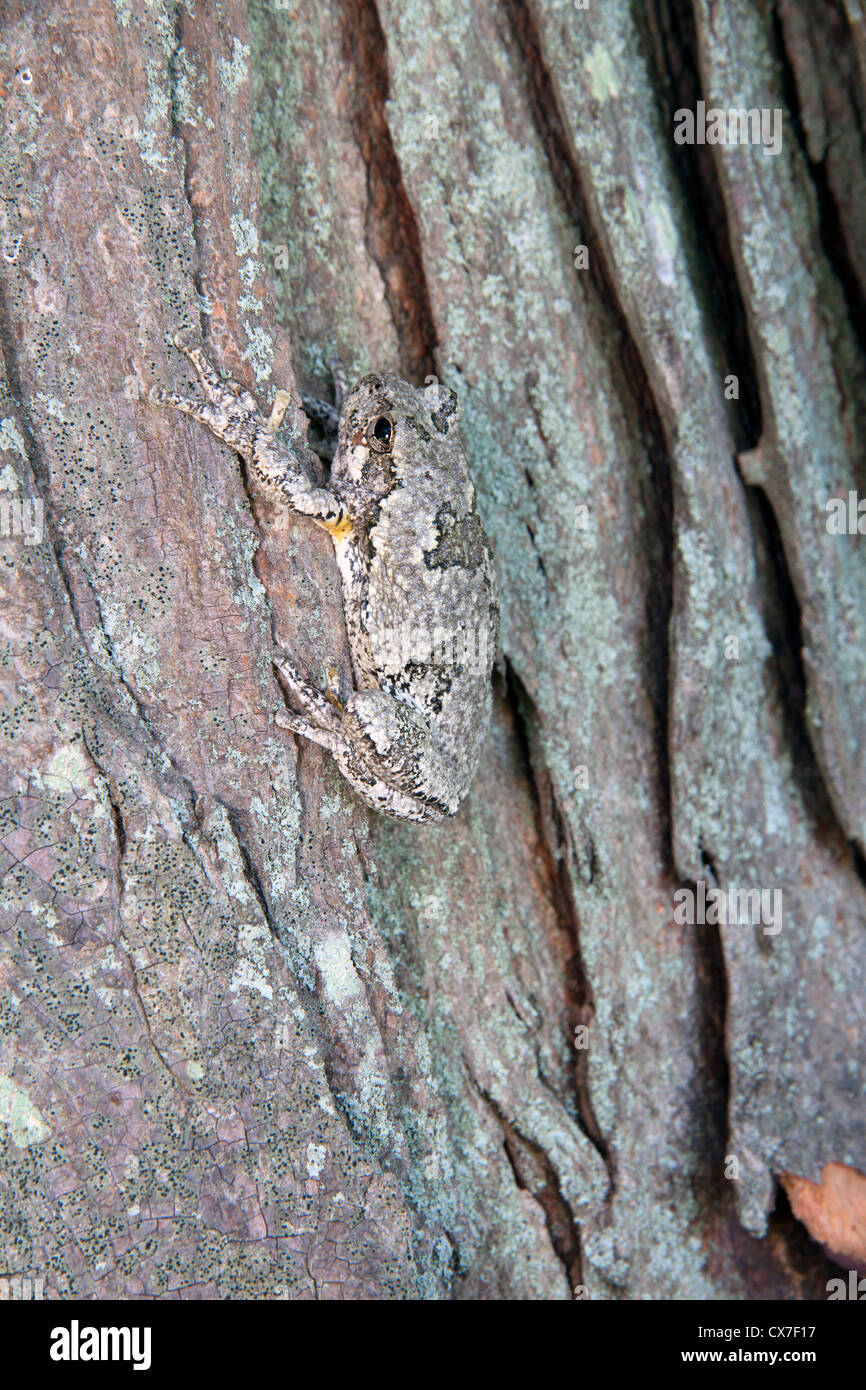 Common Gray Tree Frog Hyla versicolor camouflaged on bark of Shagbark HIckory Carya ovata E USA Stock Photo