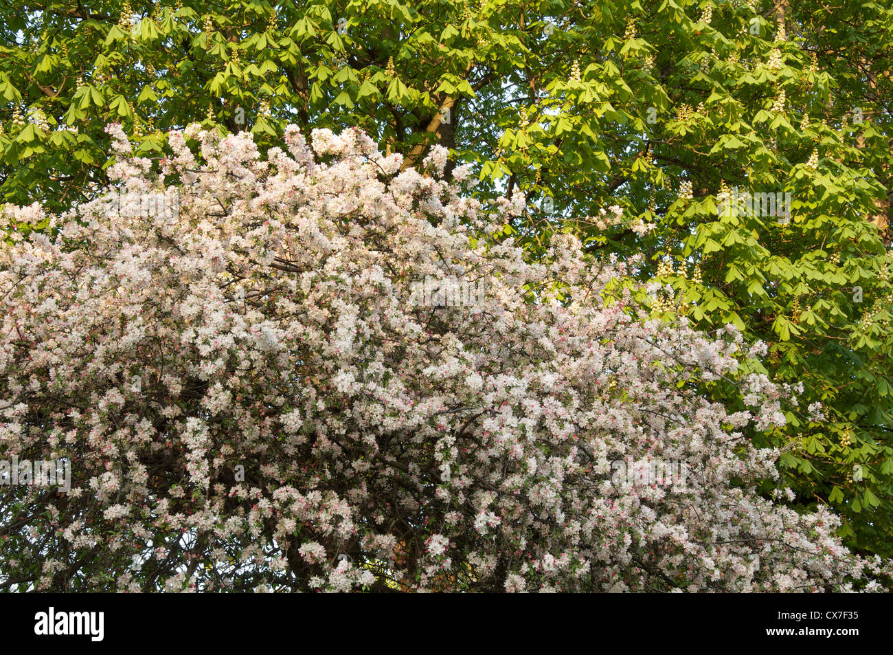 A Japanese Flowering Crabapple tree (Malus Floribunda) in blossom. In the background a Horse