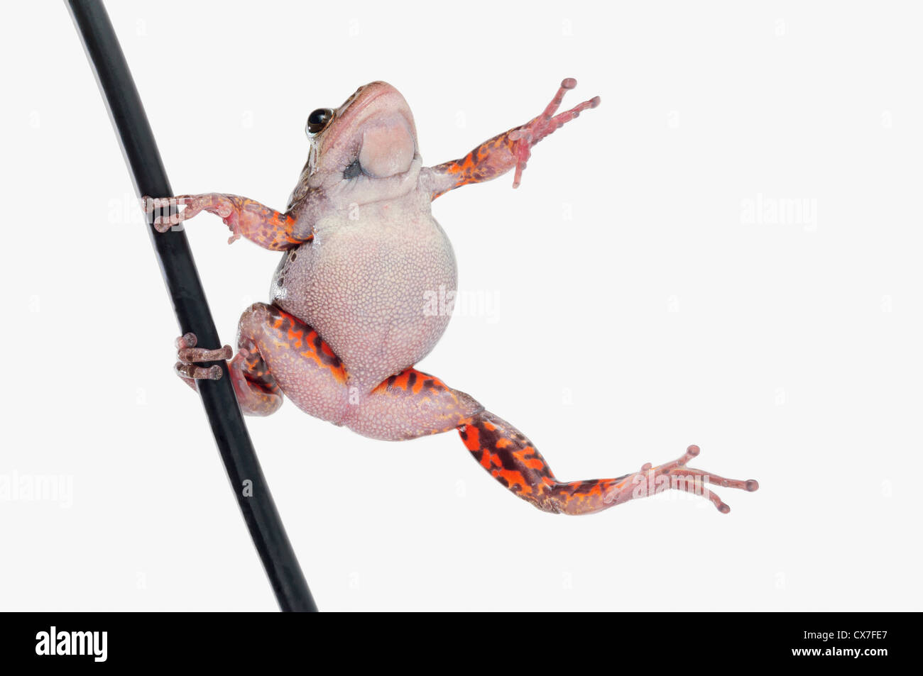 Frog on a pole hi-res stock photography and images - Alamy