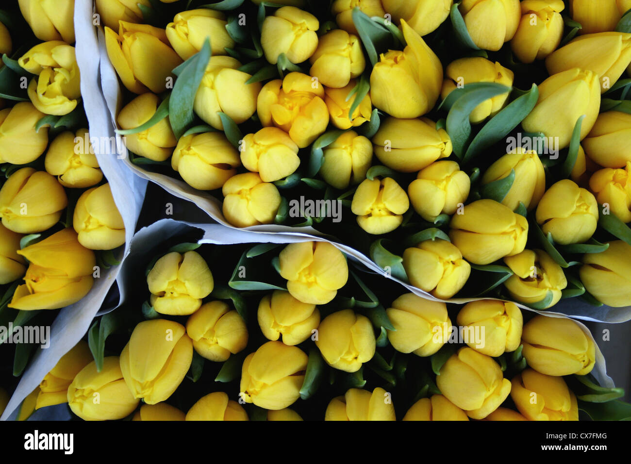 lots of yellow tulips in the bucket, Market, Amsterdam Stock Photo - Alamy