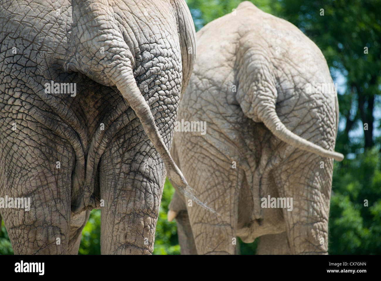 This is an image of African elephants tails at the Toronto Zoo Stock Photo Alamy